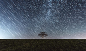 tree at night time laps stars in the sky