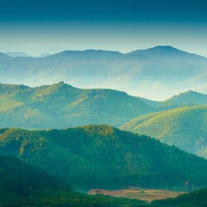 green trees in the mountains